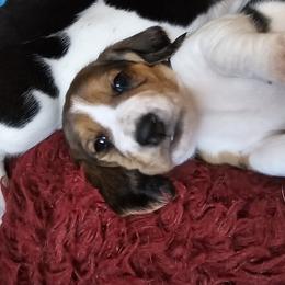 Basset Hound Puppies from Marvel-ous baby basset hounds