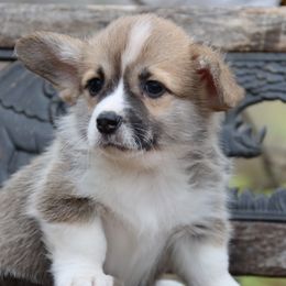 Yuri - Red male Pembroke Welsh Corgi puppy in Pollock, Missouri from Northstar