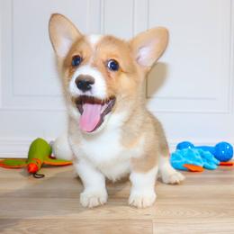 Green ID Boy - Red male Pembroke Welsh Corgi puppy in Ash Flat, Arkansas from Arkansas Corgis