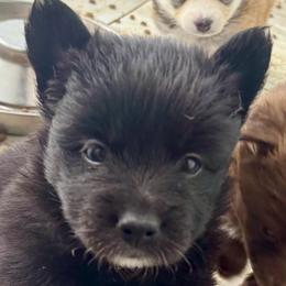 Moose - Black male Pomsky puppy in Southern California, California from SoCal Pomskies LLC