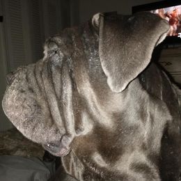 Neapolitan Mastiffs from Morrison Milestone