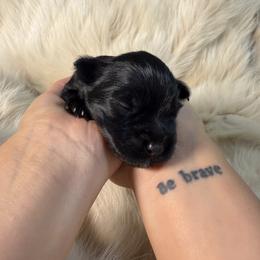 Miniature Schnauzer Puppies from Birkin’s Miniature Schnauzers