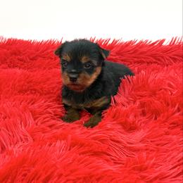 Winnie - Black and tan female Yorkshire Terrier puppy in Sandy Hook, Kentucky from The Royal Yorkie Den LLC