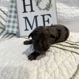 Poodle Puppies from Moore Poodles