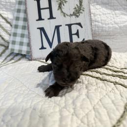 Poodle Puppies from Moore Poodles
