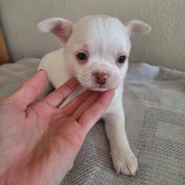 Boy 2 - White male Chihuahua puppy in Haines City, Florida from Kassafina Kennel