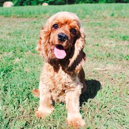 Marlowe - Cocker Spaniel
