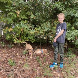 Labrador Retriever Puppies from Spring Water Labs of the Carolinas