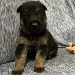 Girl 2 - female German Shepherd puppy in Beech Grove, Arkansas from Backwoods Kennels