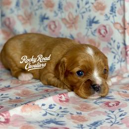 Raven - Ruby female Cavalier King Charles Spaniel puppy in Nashville, Arkansas from Rocky Road Puppies