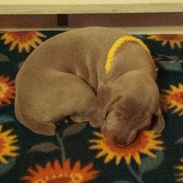 Sunflower - Gray female Weimaraner puppy in Cahone, Colorado from Diamond MK Weimaraners