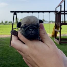 Otis - Fawn Pug puppy in New Haven, Indiana from Milan Pugs