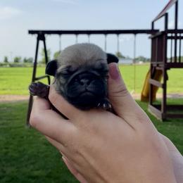 Otis - Fawn Pug puppy in New Haven, Indiana from Milan Pugs