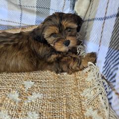 Maple - Brindle female Shorkie puppy in Willowsprings, Missouri from Real life Teddybears