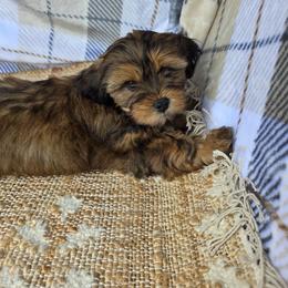Maple - Brindle female Shorkie puppy in Willowsprings, Missouri from Real life Teddybears