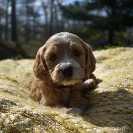 Rosie - Guardian Home Only - Red  female Goldendoodle puppy in Angola, Indiana from Classic City Doodles