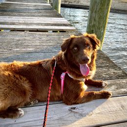 Dixie  - Australian Shepherd