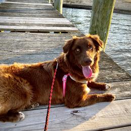 Dixie  - Australian Shepherd