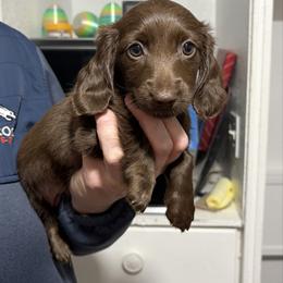 Hershey - AKC - Chocolate female Dachshund puppy in Sterling, Colorado from Country Chics Doxies