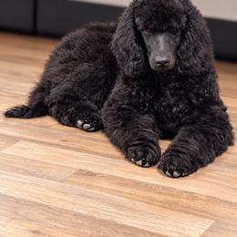 Hudson Ray - Black male Poodle puppy in Severance, Colorado from Cox's Poodle Pups