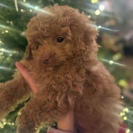 Edmund - Black male Cavapoo puppy in River Falls, Wisconsin from Dottie's Doodles