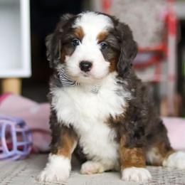 Tracker - Blue merle male Bernedoodle puppy in Port Orange, Florida from Royal doodles of Florida