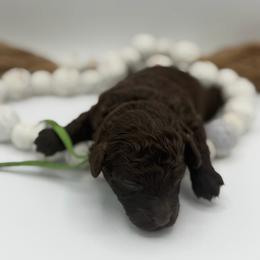 Snickers - Brown male Poodle puppy in Southampton, New Jersey from Lavishly Loved Pets LLC