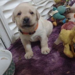 Orange collar boy - Yellow male Labrador Retriever puppy in Nacogdoches, Texas from Westlane Dogs