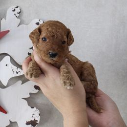 Grinch - Red  male Goldendoodle puppy in Warsaw, Ohio from Lovabledoodles