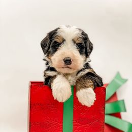 Green Beans - Tri-color male Bernedoodle puppy in Hudson, Indiana from TurkeyCreek-K9