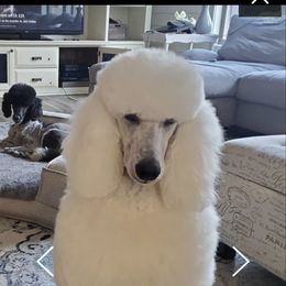 Elsa - Poodle