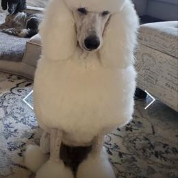 Elsa - Poodle