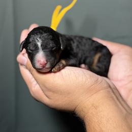 Yellow Collar - Tri-color female Bernedoodle puppy in Palmetto Bay, Florida from SOMIDOODLES
