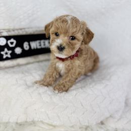Red - Apricot female Poodle puppy in Florida from Adorable Toy-Miniature Poodles