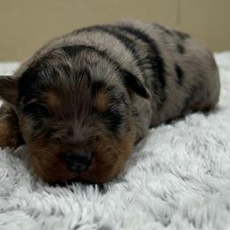 Girl 2 - Blue merle female Miniature Australian Shepherd puppy in Sulphur, Louisiana from Triple J Aussies and Corgis