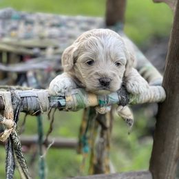 Cockapoo Puppies from East St. Poodles & Doodles