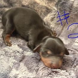 CKC boy 2 - Black and tan male Dachshund puppy in Chittenango, New York from Diamond Dachshunds