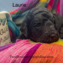 Laurie - Black male Poodle puppy in Greenville, North Carolina from Grace Poodles