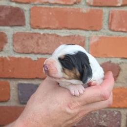 Charlie - Black and white male Basset Hound puppy in Bellaire, Ohio from Blessed Bassets