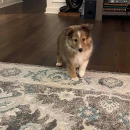 Shetland Sheepdog Puppies from Southern Charm Sheltie’s