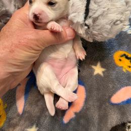 Tammy - Fawn and white female Chihuahua puppy in Amity, Pennsylvania from Rhoda and Verna