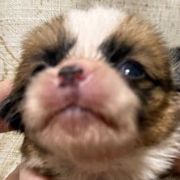 Purple collar, girl - Red female Pembroke Welsh Corgi puppy in Hayes, Virginia from Gainesfield Labradors and Pembroke Welsh Corgis
