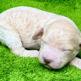 Sandy - Cream female Cavapoo puppy in Newville, Alabama from Southeast cavapoos