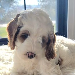 Australian Labradoodles and Labradoodles from Hot Diggity Doodles
