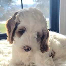 Australian Labradoodles and Labradoodles from Hot Diggity Doodles