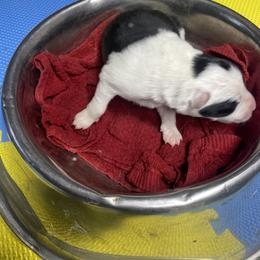 Asa - Black and white female Border Collie puppy in Aledo, Illinois from Claycreek Ranch