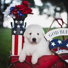 Border Collie, Bordoodle, and Maremma Sheepdog Puppies from 2J 2K Border Collies
