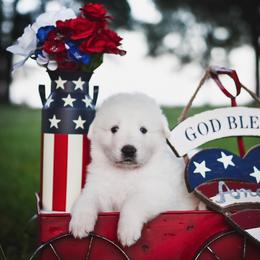 Border Collie, Bordoodle, and Maremma Sheepdog Puppies from 2J 2K Border Collies