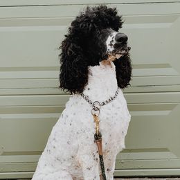 dude  - Poodle