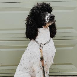 dude  - Poodle